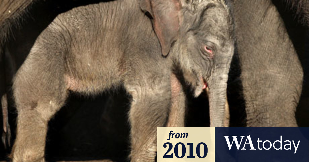 Baby elephant walk
